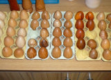 Eier verschiedene Holzarten